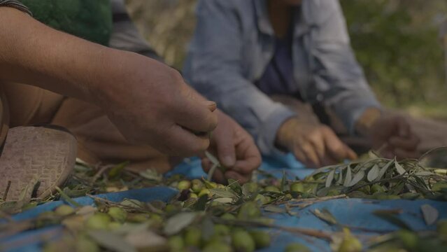 Close up view of olive pickers