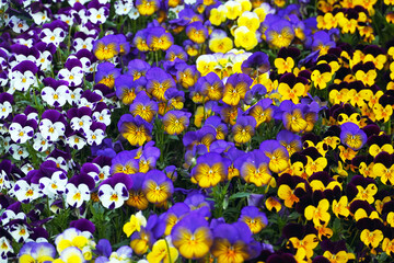 Fototapeta premium Colorful purple, blue and yellow pansy flowes. Beautiful spring flowers background. Mixed colors of pansies in a garden.