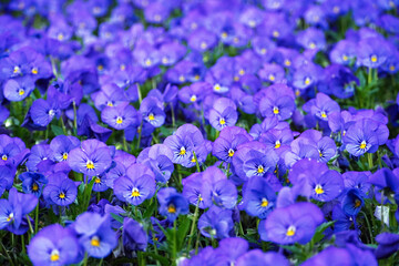  Colorful purple, blue and yellow pansy flowes. Beautiful spring flowers background. Mixed colors of pansies in a garden.