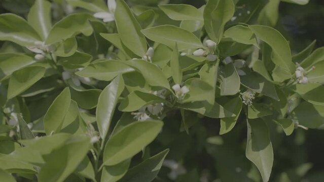 The bee is flying over the flower