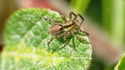 Jumping spider on a leaf in Cotacachi, Ecuador