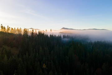 Foggy green pine forest with canopies of spruce trees and sunrise rays shining through branches in autumn mountains