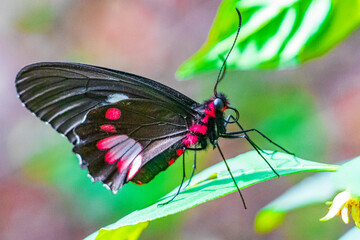 Red black noble tropical butterfly on green nature background brazil.