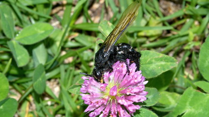 Tarantula hawk wasp on a purple clover flower in Cotacachi, Ecuador