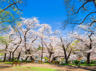 Obraz premium 吉祥寺 桜満開の井の頭公園