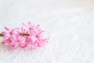 Obraz na płótnie Canvas Pink flower on white plush fabric background. Top view. Copy space. Poster