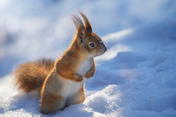 Beautiful   fluffy squirrel  (Sciurus vulgaris, Eurasian red squirrel)  in the snow.   Space for text.