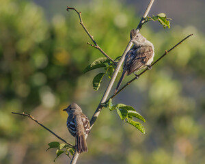 A couple of birds warming under the sun perched on a tree branch