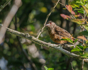 A red-eyed bird perched on a tree branch