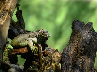 Green iguana on tree branch in terrarium