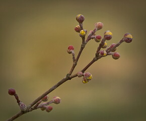Edible dogwood blooming in early spring.
