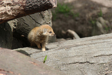 mongoose in a zoo in france