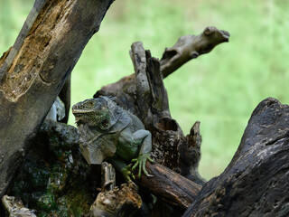 Fototapeta na wymiar Green lizard on tree trunk. Reptilian in national park terrarium