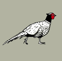 Pheasant