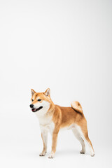 Shiba inu dog standing on white background with copy space