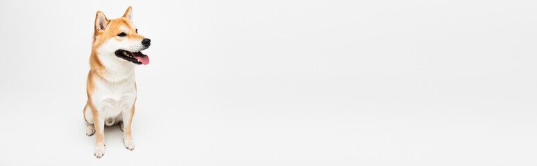 shiba inu dog sitting and looking away on light grey background with copy space, banner