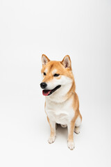 shiba inu dog sticking out tongue while sitting on light grey background