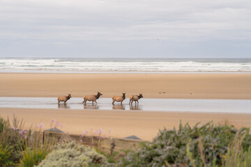 Elk on Beach