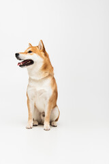 shiba inu dog sticking out tongue and looking away on light grey background