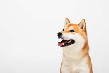 shiba inu dog with open mouth isolated on light grey with copy space