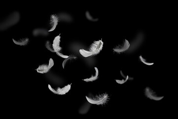 Abstract Down Feathers. Soft White Fluffly Feathers Floating in The Air. Swan Feather on Black Background. Flying Feathers.