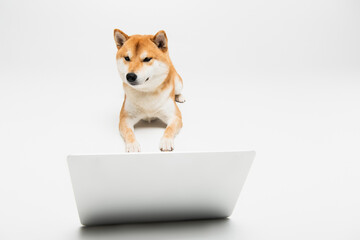 shiba inu dog lying near laptop on light grey background