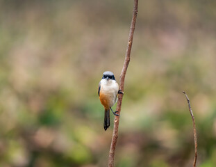 Long Tailed Shrike perch on tree brunch