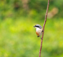 Long Tailed Shrike perch on tree brunch