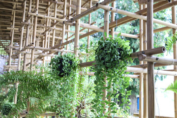 Vertical Dischidia or Green depe tree hanging on bamboo railing.