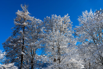 Winterlandschaft mit Bäumen in Oberstdorf