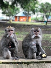 Monkeys with their baby's in Bali