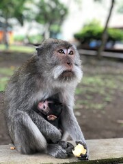 portrait of a macaque
