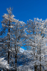 Winterlandschaft mit Buche in Oberstdorf
