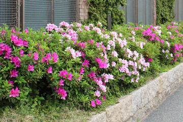 Fototapeta na wymiar blooming bushes in osaka (japan)