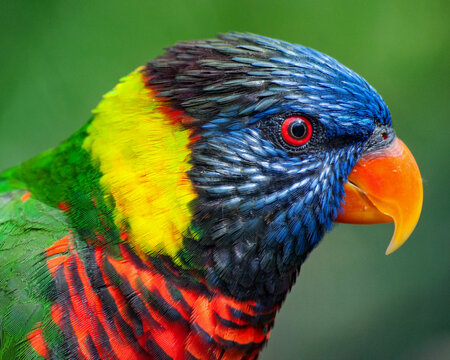 Close-up portrait of a Parakeet, South Africa