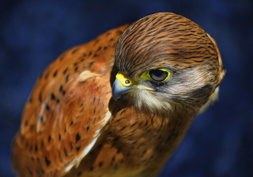 Close-up of a Lesser Kestrel, South Africa