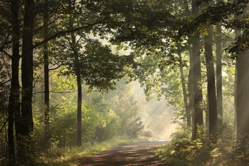 Naklejka premium Country road through the autumn forest during sunrise