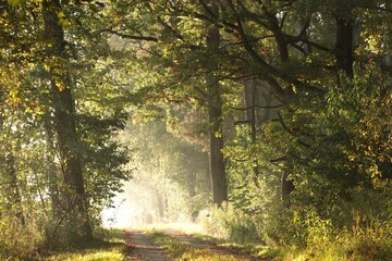 Forest trail on a misty September morning