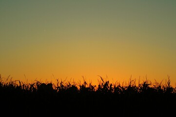 Naklejka na ściany i meble sunset in the field