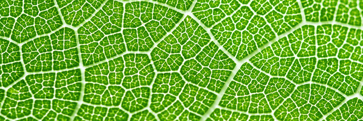 Extreme close up texture of leaf veins. backlight fresh green Leaf. morning sunlight with copy space as background natural green plants landscape, ecology, fresh wallpaper concept. macro