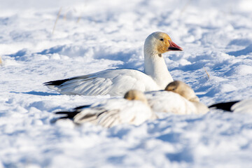 Snow goose (Anser caerulescens) resting in the snow in the sunshine