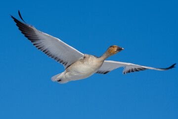 Snow goose (Anser caerulescens) flying through the blue sky in Canada.