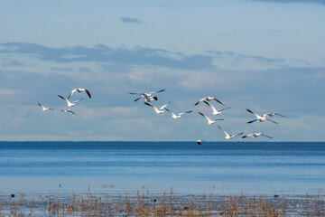 Snow goose (Anser caerulescens) flying through the blue sky in Canada.