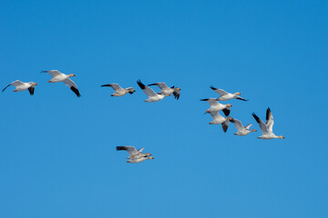 Snow goose (Anser caerulescens) flying through the blue sky in Canada.