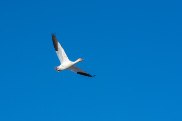 Snow goose (Anser caerulescens) flying through the blue sky in Canada.