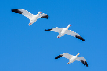 Snow goose (Anser caerulescens) flying through the blue sky in Canada.