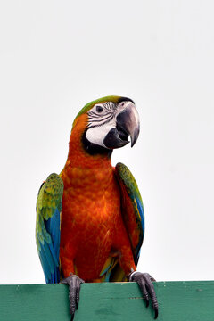 Portrait of a macaw parrot on a fence, Indonesia