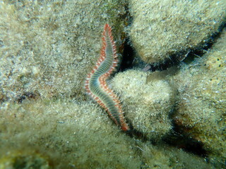 Obraz na płótnie Canvas Bearded fireworm or green bristle worm, green fireworm (Hermodice carunculata) undersea, Aegean Sea, Greece, Syros island. Do not touch! Very dangerous.
