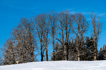 Winterlandschaft mit Bäumen bei Oberstdorf
