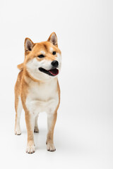 Portrait of shiba inu dog on white background